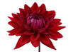 Growing red dahlia isolated on white