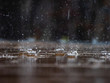 raindrops on surface of deck