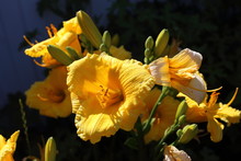 Yellow Daylily Growing In Garden