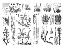 Moss Plants Collage / Antique Engraved Illustration From Brockhaus Konversations - Lexikon 1908