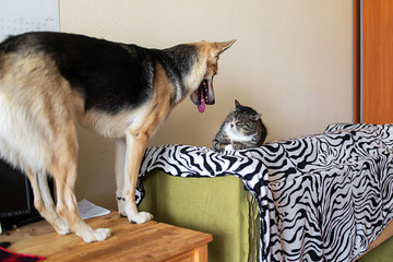 Wall Mural - Playful mongrel dog and annoyed cat at home