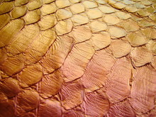 Exotic Skin. Red, Golden Skin Of A Snake, Python. Haberdashery Leather
