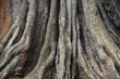 korzenie i pnącza na pniu drzewa banian