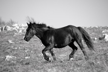 Canvas Print - horse