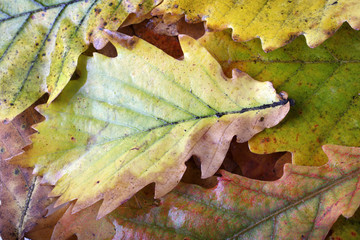 Poster - Autumn oak leaves background