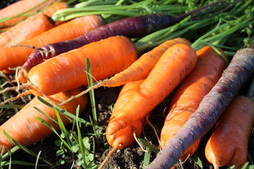 Sticker - Carrots harvest on field. Different carrot varieties - orange and violet