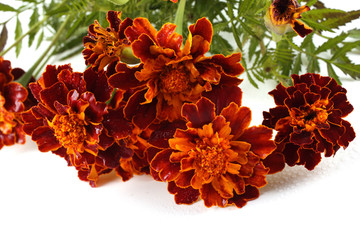 Sticker - Marigolds isolated on white