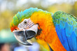 Herlequin parrots bird  macaw vivid rainbow colorful animal.(Scientific Name : Psittacus torquata)