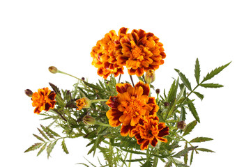 Growing marigolds isolated on white