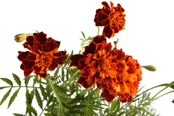 Sticker - Growing marigolds isolated on white