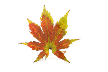 autumn maple leaf