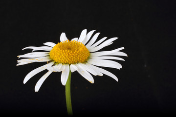 White chamomile on black background