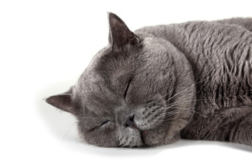 Poster - Funny sleeping British cat