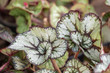 Selective focus Painted leaf begonia in the garden.Colorful pattern of beautiful painted - leaf begonia.(Rex begonias )