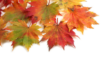 multicolor autumn maple leaves