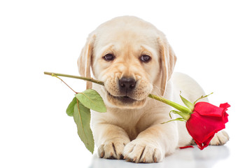 Canvas Print - Labrador puppy with red rose