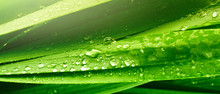 Grass Leaf With Water Drops