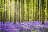 Fototapeta Tulipany - Halle forest during springtime, with bluebells carpet. Halle, Bruxelles district, Belgium