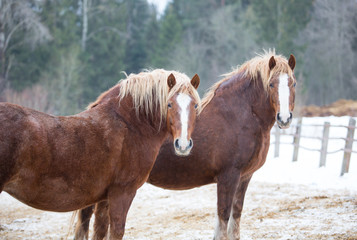 Canvas Print - Portrait of ginger horses