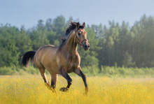 Andalusian Horse Galloping Across Blooming Meadow.
