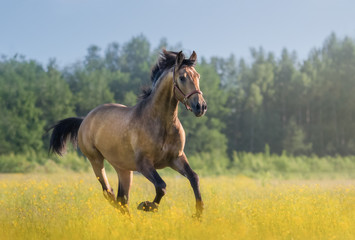 Wall Mural - Andalusian horse galloping across blooming meadow.