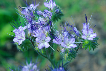 Wall Mural - Blurry image of beautiful blue flowers. Abstract nature background. Spring concept. 