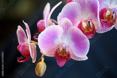 Dekoracja na wymiar  orchidea-na-ciemnym-tle