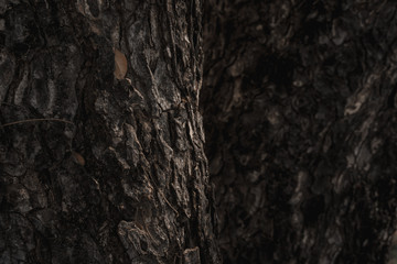 Bark, rough surface, black color, for copy space, background