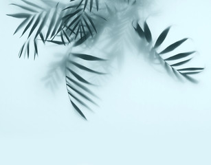 palm in fog