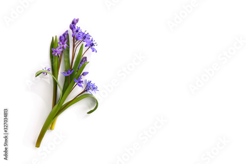 Beautiful blue flowers snowdrops Scilla siberica (Siberian squill) on a white background with space for text. Top view, flat lay. Spring decoration