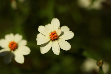 flower petals in garden  Sri Lanka