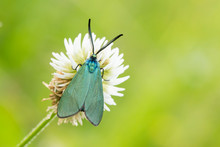  Male Green Forester Moth (Adscita Statices)