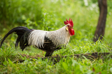 Wall Mural - Free range silver leghorn rooster