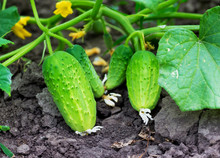 Green Ripe Cucumbers On The Bed. Growing Cucumbers_