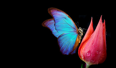 Wall Mural - Beautiful blue morpho butterfly on a flower on a black background.Tulip flower in water drops isolated on black. Tulip bud and butterfly. copy spaces.