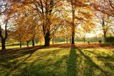 Fototapeta Krajobraz - autumn in the park