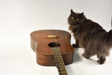 Acoustic Six-string Guitar On A White Background And Grey Cat