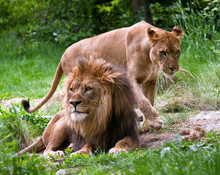 A Pair Of Mated Lions