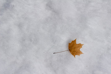 Wall Mural - abstract art texture background of a solitary dry maple leaf on a snowy ground surface
