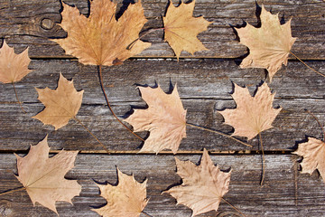 Wall Mural - abstract art texture background of dry maple leaves on a rustic wooden board surface