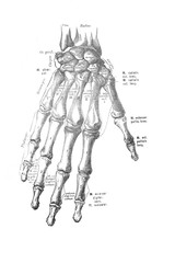 Bones of the right hand from the back in the old book the Anatomie of a Human, by M.P. Vishnevskiy, 1890, Moscow