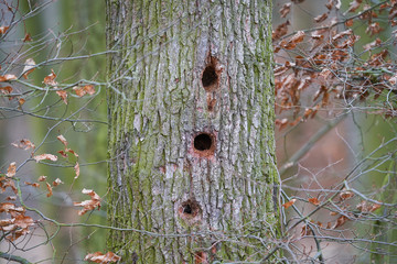 Close up Picture of the old oak trunk, Quercus petraea, in deep forest with holes made by birds who lookig for insect parasites in the wood to eat. Later will be holes used by other birds like nests.