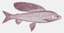 Arctic Grayling Thymallus Arcticus, Freshwater Fish In The Salmon Family In Side View