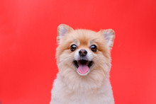 Portraite Of Cute Fluffy Puppy Of Pomeranian Spitz. Little Smiling Dog On Bright Trendy Red Background. Free Space For Text.