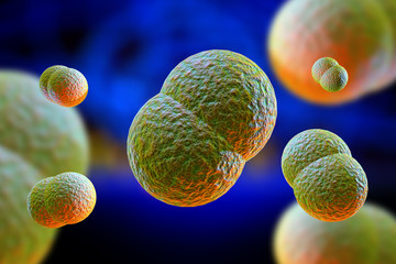 Wall Mural - Meningitis Bacteria Infection 3D Illustration