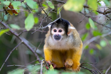 Wall Mural - squirrel monkey portrait close-up view