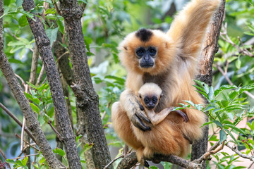 close image of a yellow cheeked gibbon monkey mother with baby in the forest