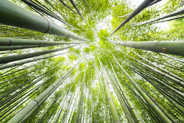 Kyoto, Japan canopy closeup wide angle view looking up of Arashiyama bamboo forest park pattern of many plants on spring day with green foliage color