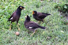 Bird Feeding Chicks