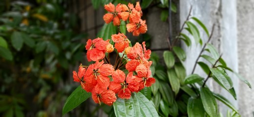 Wall Mural - Caesalpinia is a genus of flowering plants in the legume family